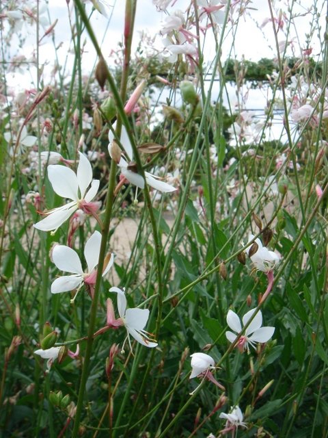Gaura lindheimeri